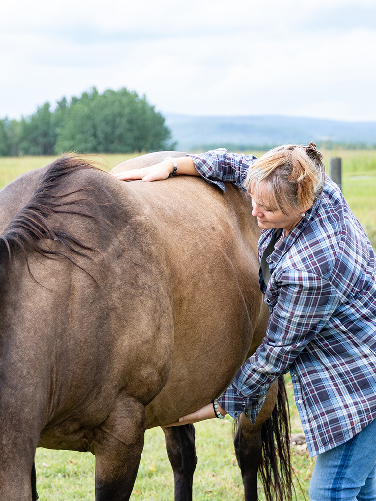 Communicating with horses | Horse Maggie after Reiki Session