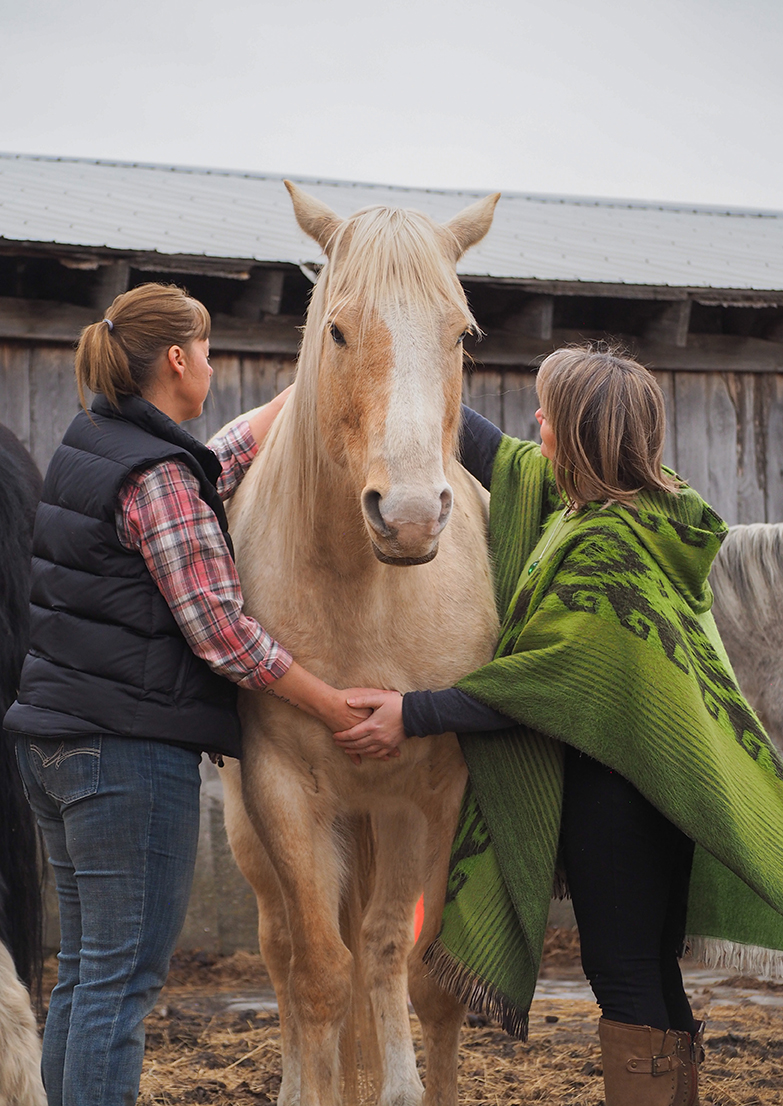 Reiki with Horses